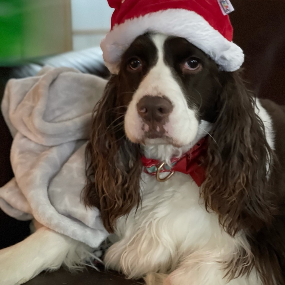 Meet your Posher, Silvia